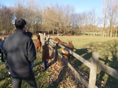 Ce ne sont pas des ânes !