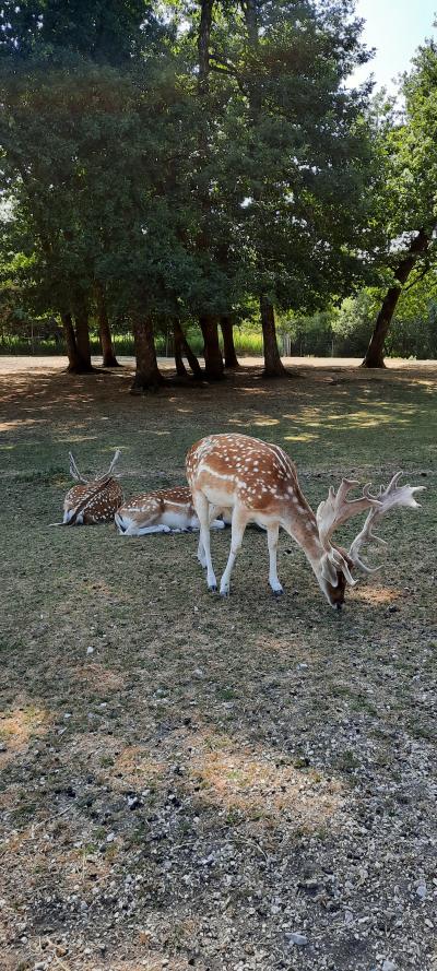 Accrobranche avec Ambre et Nathan