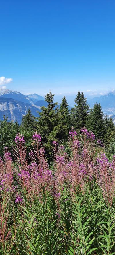 Luge d'été et randonnée aux Carroz d'Arâches