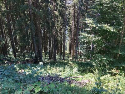 Luge d'été et randonnée aux Carroz d'Arâches