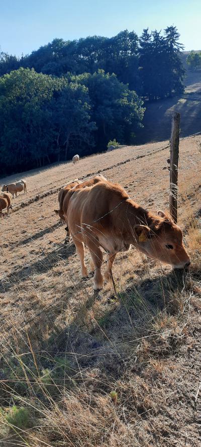 Randonnée en famille