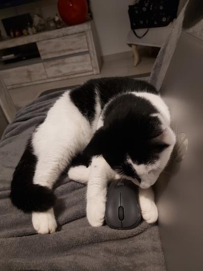 Moi dès que je croise une souris il faut que je la choppe