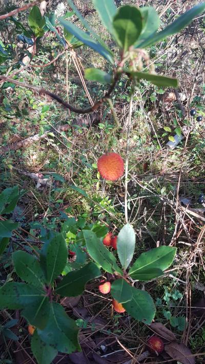 Randonnée en bord de mer