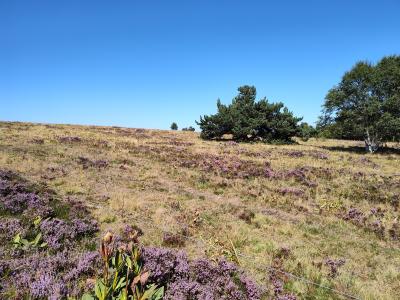 Saint bonnet le courreau