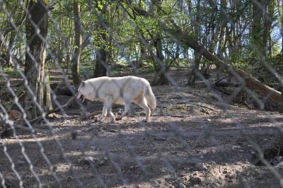 Le parc des loups