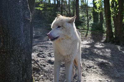 Le parc des loups