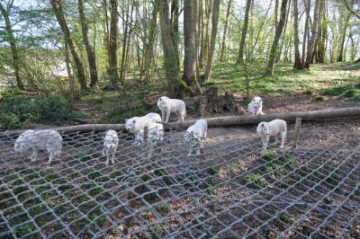 Le parc des loups