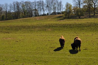 La visite des Bisons