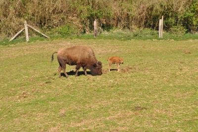 La visite des Bisons