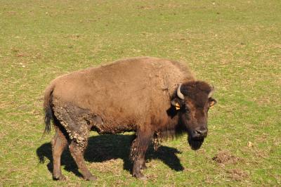 La visite des Bisons