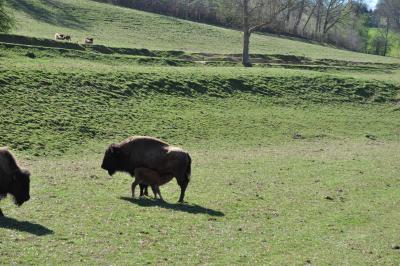 La visite des Bisons