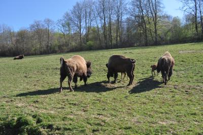 La visite des Bisons