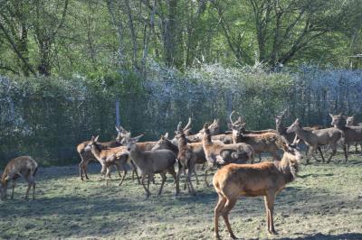 La visite des Bisons