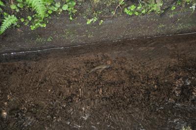 Randonnée de la Levada do Caldeirão Verde