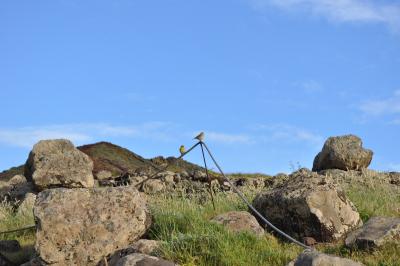 Visite de la Ponta de São Lourenço