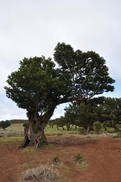 Randonnée dans la foret de Fanal
