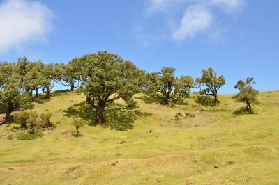 Randonnée dans la foret de Fanal