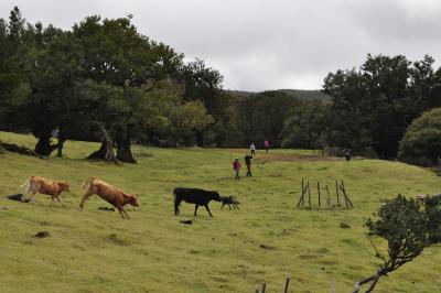 Randonnée dans la foret de Fanal