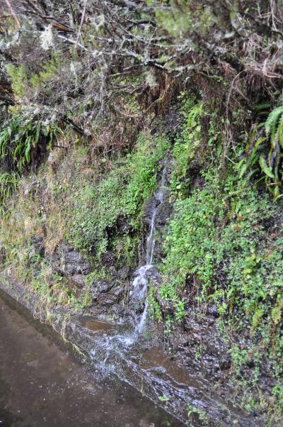En route pour la Levada do Alecrim
