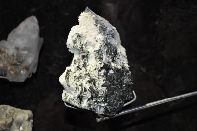 Visite du jardin tropical de Monte palace