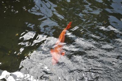 Visite du jardin tropical de Monte palace