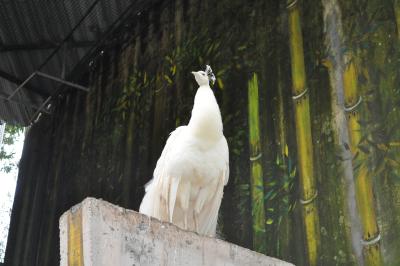 Visite du jardin tropical de Monte palace