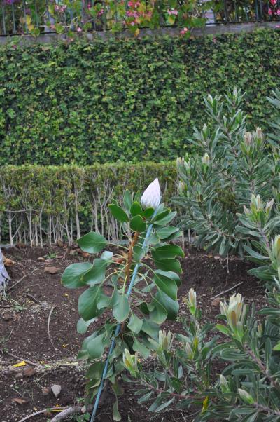 Visite du jardin tropical de Monte palace