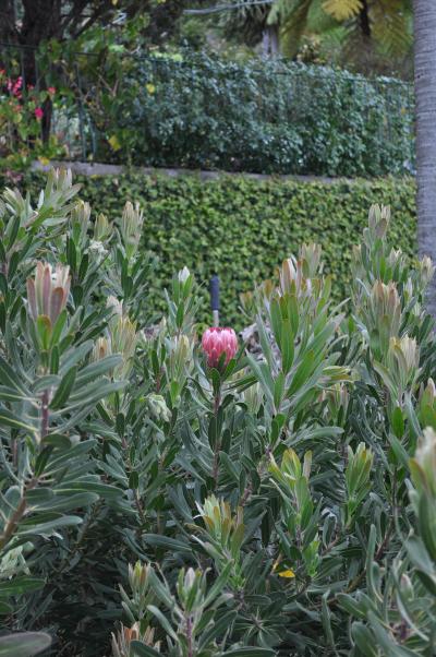 Visite du jardin tropical de Monte palace