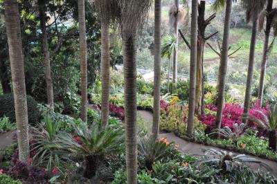 Visite du jardin tropical de Monte palace