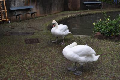Visite du jardin tropical de Monte palace