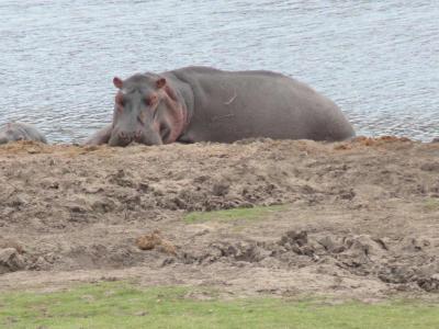 Le parc national Kruger