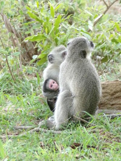 Le parc national Kruger