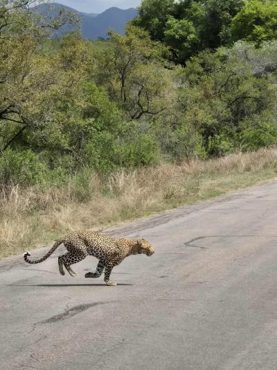 Parc national Kruger / Royaume du Eswatini