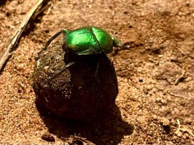 Parc national Kruger / Royaume du Eswatini