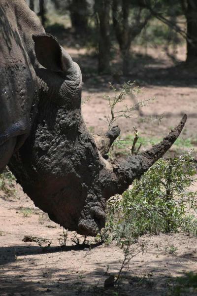 Parc national Kruger / Royaume du Eswatini