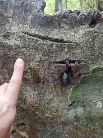 Jour 4 - Cascades, jardin et Vanille