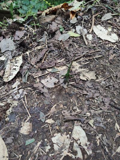 Jour 4 - Cascades, jardin et Vanille