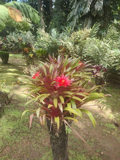 Jour 4 - Cascades, jardin et Vanille