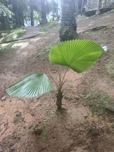 Jour 4 - Cascades, jardin et Vanille