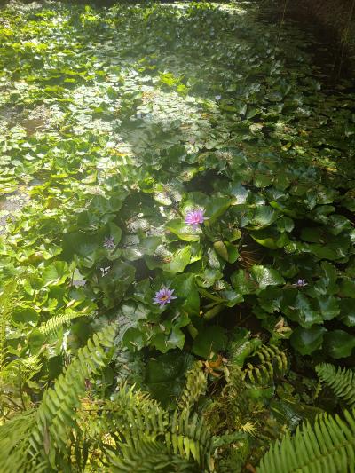 Jour 4 - Cascades, jardin et Vanille