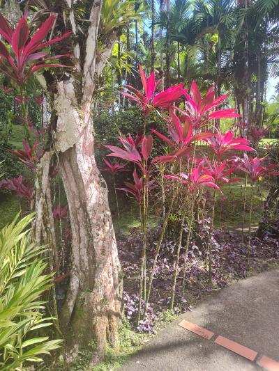 Jour 4 - Cascades, jardin et Vanille