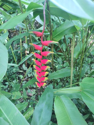 Jour 4 - Cascades, jardin et Vanille