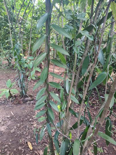 Jour 4 - Cascades, jardin et Vanille