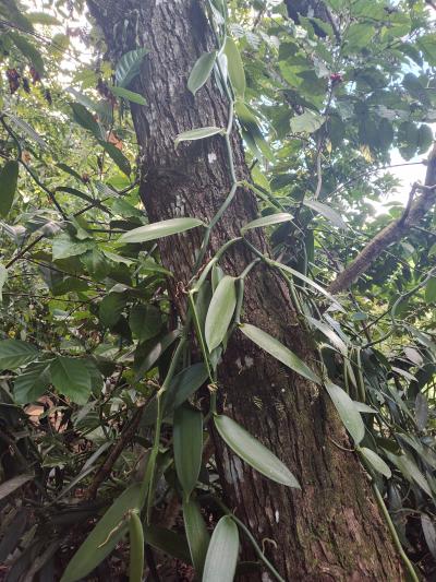 Jour 4 - Cascades, jardin et Vanille