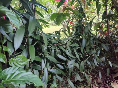 Jour 4 - Cascades, jardin et Vanille