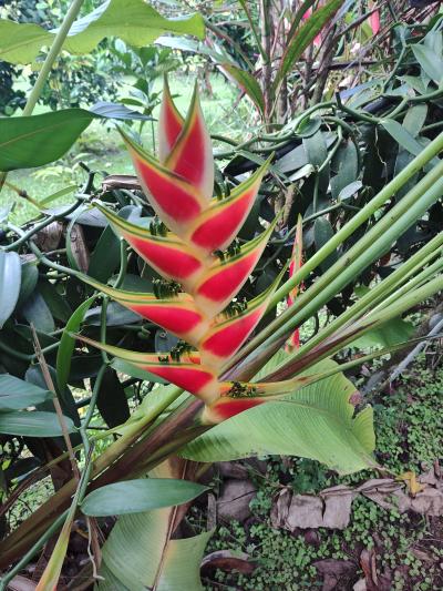 Jour 4 - Cascades, jardin et Vanille