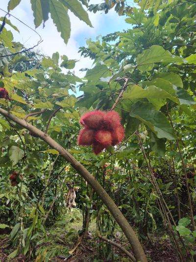 Jour 4 - Cascades, jardin et Vanille