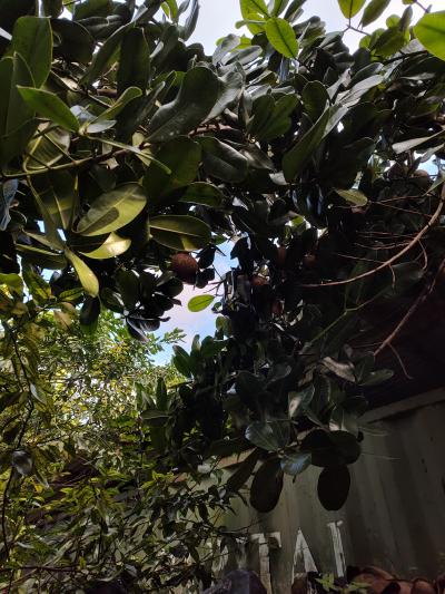 Jour 4 - Cascades, jardin et Vanille