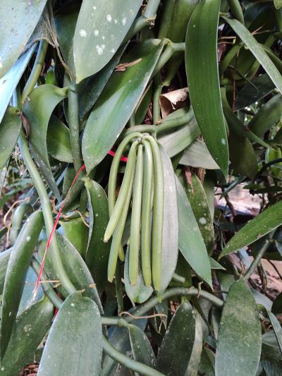 Jour 4 - Cascades, jardin et Vanille