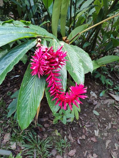 Jour 4 - Cascades, jardin et Vanille